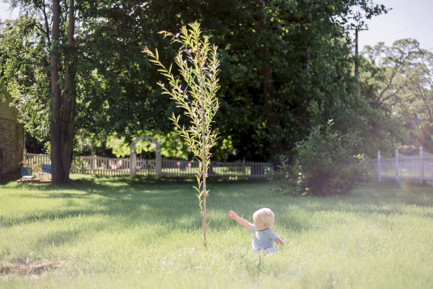 Elliot’s Tree- Dayton Photographer